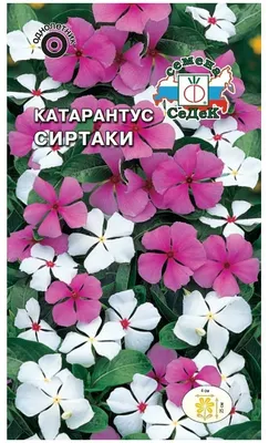 Семена катарантуса Сиртаки барвинок — купить в интернет-магазине по низкой  цене на Яндекс Маркете