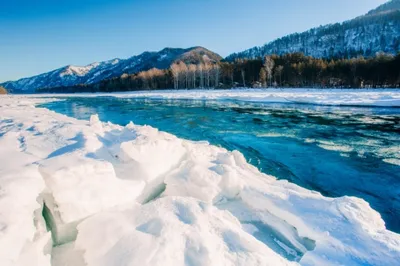 Лебеди и Бирюзовая Катунь. Топ-5 красивейших мест для отдыха зимой на Алтае  | ОБЩЕСТВО | АиФ Барнаул