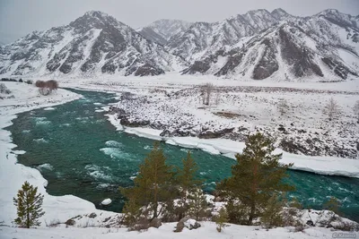 Заповедный Алтай - Узнаёте? ❄️ Конечно, это красавица-Катунь, главная  алтайская река. Зимой она абсолютно чиста и прозрачна. Из-за быстрого  течения и многочисленных порогов Катунь не замерзает. А цвет её воды пленит  любой