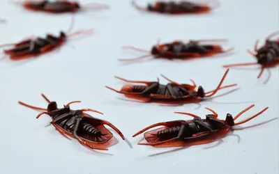 Как избавиться от тараканов: 10 эффективных средств