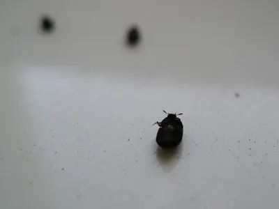Маленькие черные насекомые в квартире - 71 фото