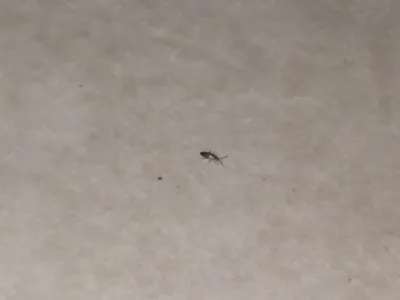 Очень мелкие насекомые в квартире - 60 фото