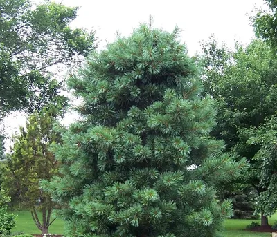 Кедр корейский (сосна корейская) Pinus koraiensis Siebold et Zucc.