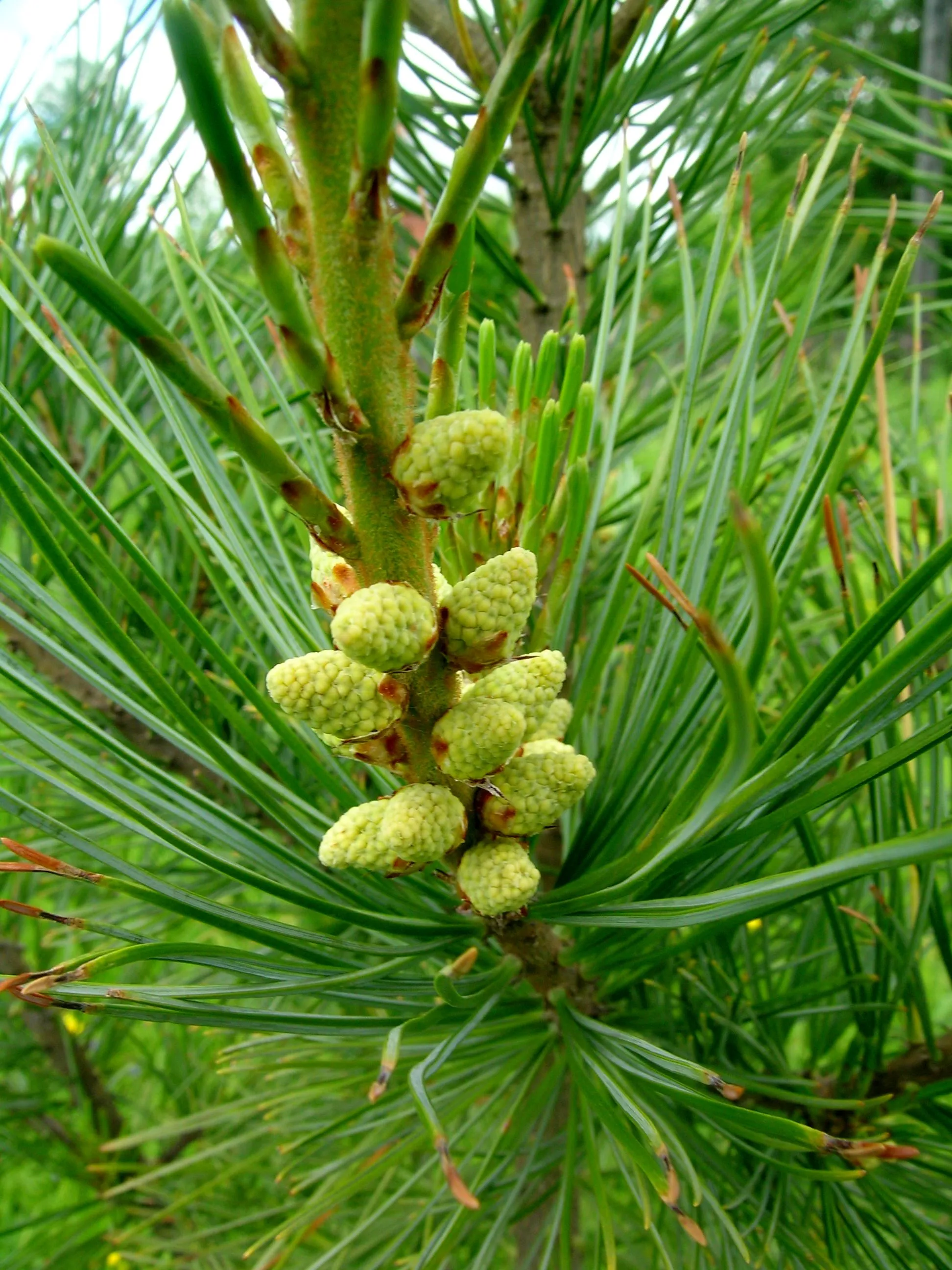 Pinus koraiensis