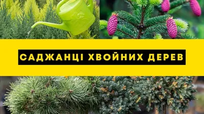Сосна \"Корейский кедр\" (Pinus koraiensis) горшок P9 купить почтой в Одессе,  Киеве, Украине | Agro-Market