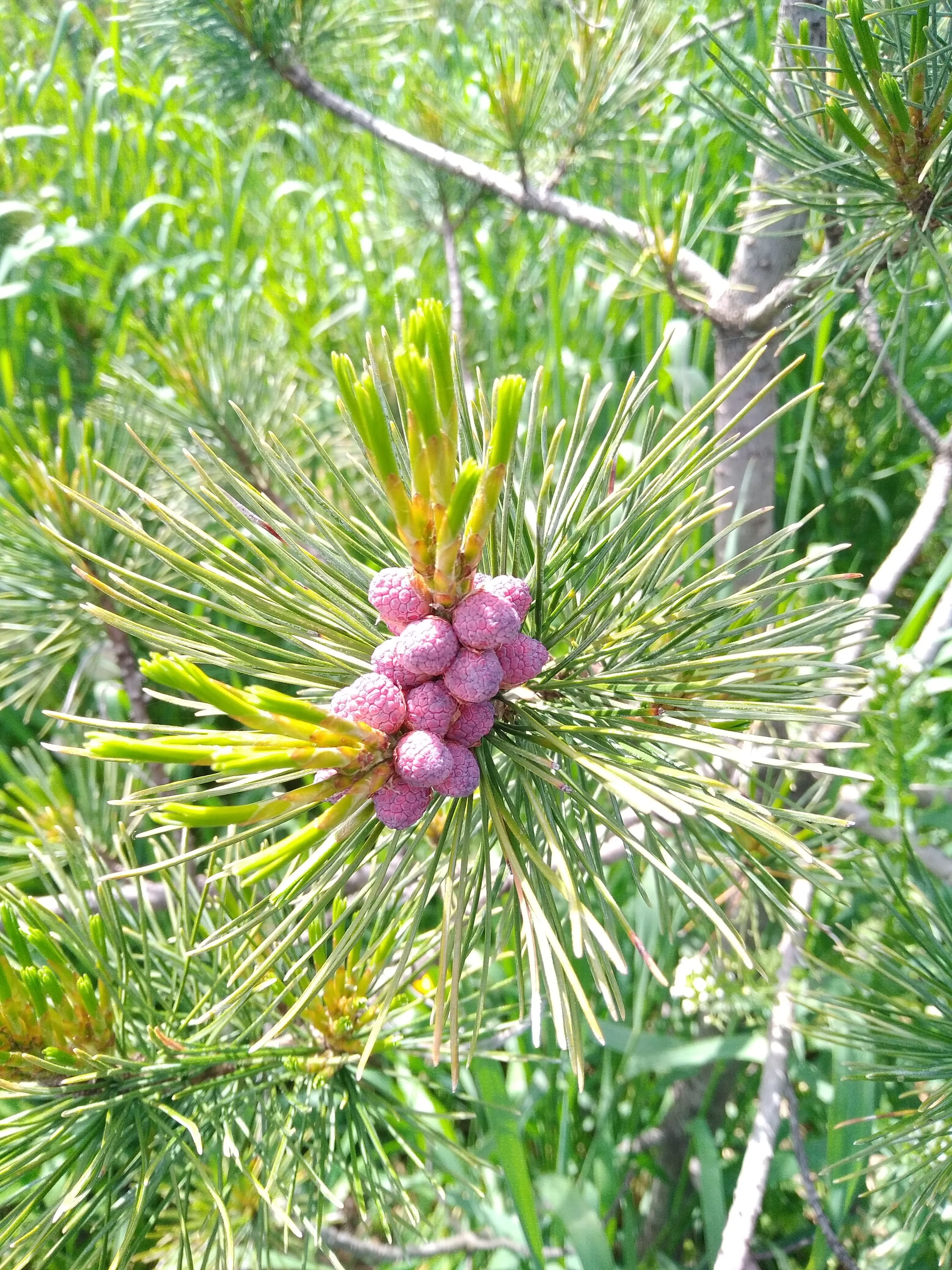 Pinus sibirica. Сосна Кедровая Пинус Сибирика. Кедр Сибирский Pinus sibirica. Микростробилы сосны кедровой сибирской. Сосна Кедровая Сибирская стробилы.