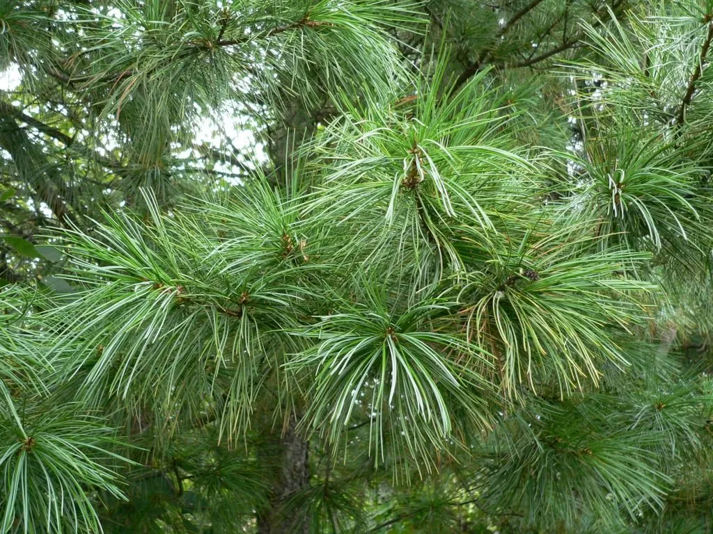 Pinus koraiensis