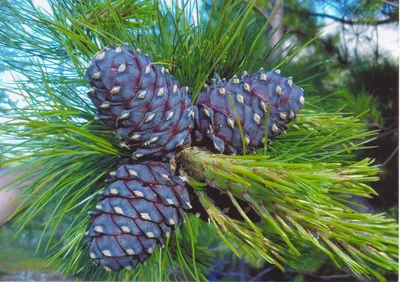 Корейский кедр (Pinus koraiensis) - PictureThis