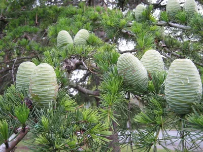 Cосна кедровая корейская (Манчжурский кедр) (Pinus koraiensis) | Питомник  растений Сосны