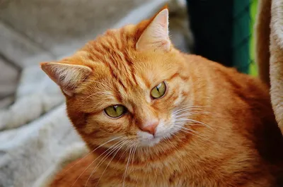 Кельтский кот рыжий - 41 фото: смотреть онлайн