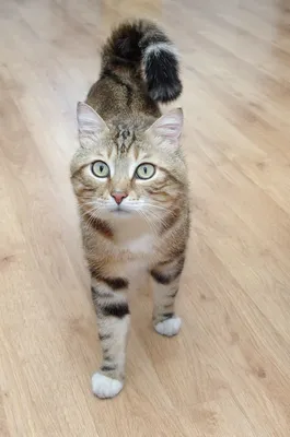 Европейская короткошерстная кошка - описание кельтской породы, фото котят