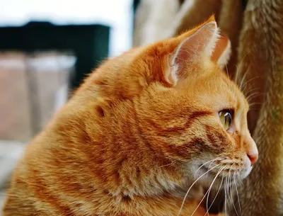 Европейская короткошерстная кошка рыжая - 58 фото