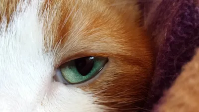 Рыжий кот с зелеными глазами - 55 фото