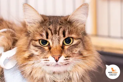 Кошачья мифология, или не бойтесь Йольского кота | Adoption центр для кошек  «Муркоша» | Дзен