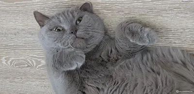 Британская короткошерстная - «Британский кот. Почти 10кг счастья. Шаги от  любви до ненависти и обратно) Кот сам по себе?Видео?» | отзывы