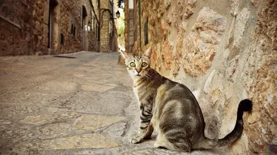 Породные различия поведенческих черт кошек | Пикабу