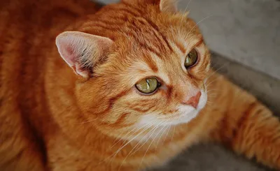 Кельтский кот Василий - рыжий и счастливый! - YouTube