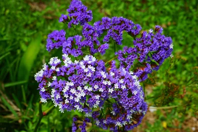 Кермек Limonium ~ Сибирская усадьба