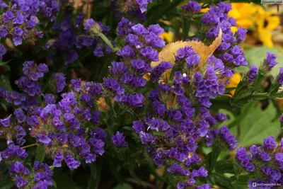 Кермек выемчатый (Лимониум, Статица, Статице) / Limonium sinuatum, Statice  sinuata - «Выращиваем реквизит для фото. Морская лаванда или статица.  Отличное растение для зимних букетов и неприхотливый сухоцвет. » | отзывы