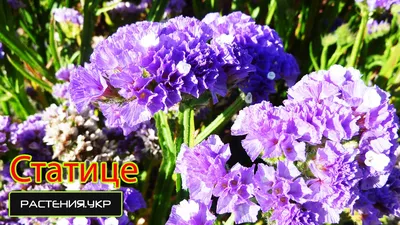 Кермек выемчатый (Лимониум, Статица, Статице) / Limonium sinuatum, Statice  sinuata - «Выращиваем реквизит для фото. Морская лаванда или статица.  Отличное растение для зимних букетов и неприхотливый сухоцвет. » | отзывы