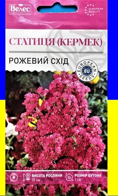 Кермек выемчатый (Лимониум, Статица, Статице) / Limonium sinuatum, Statice  sinuata - «Стацица или кермек – красивый цветок и сухоцвет (фото). Простой  уход. Мой опыт выращивания из семян. » | отзывы