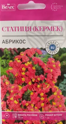 Кермек выемчатый (Limonium sinuatum) - PictureThis