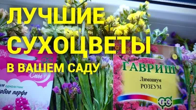 Семена Лимониум (кермек выемчатый), смесь, 0,1 г Первые семена 11205457  купить за 122 ₽ в интернет-магазине Wildberries