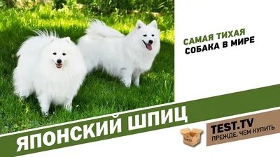 TEST.TV: Все для животных. Японский шпиц самая тихая собака. - YouTube