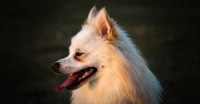 Японский шпиц: все о собаке, фото, описание породы, характер, цена