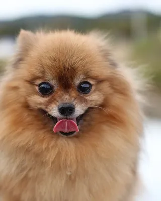 Кинолог назвал самые популярные породы собак у россиян: Общество: Россия:  Lenta.ru