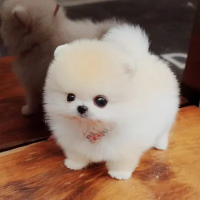 Китайские собаки маленькие и пушистые белые (73 фото) - картинки  sobakovod.club