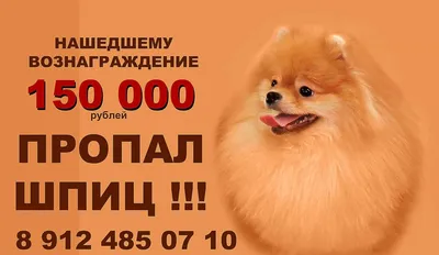 В Апатитах за найденного шпица предлагают вознаграждение в 50 тысяч рублей  - KP.RU