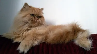 Персидский кот Классик | Смотреть 25 фото бесплатно