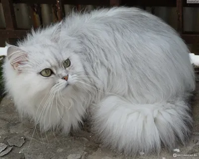 Персидская кошка - «Пушистое облако счастья или мохнатое чудовище? Ласковая  и нежная кошечка или гордая своенравная королева? Всё это про одну и ту же  персидскую кошку. Характер, уход, взаимоотношения со вторым котом»