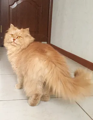 Персидский кот персиковый (31 фото)