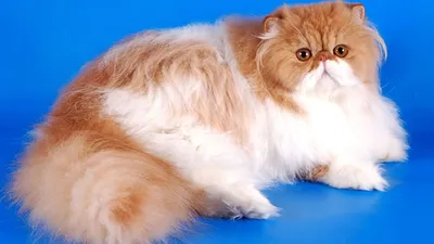 Персидская кошка – настоящая аристократка