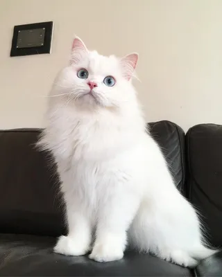 Персидская кошка белая - 54 фото: смотреть онлайн