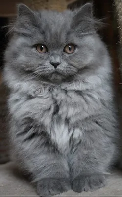 Персидский кот дымчатый - 29 фото: смотреть онлайн