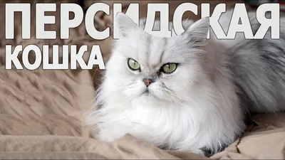 Все о породе Персидская Кошка - YouTube