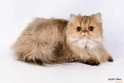 Персидский кот классик - 31 фото: смотреть онлайн