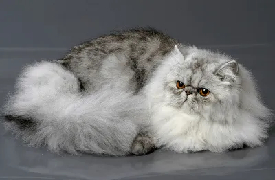 Персидская кошка - популярная длинношёрстных порода. ТОП-100 фото, видео,  отзывы, содержание и все особенности кошки