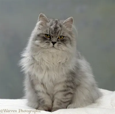 Все окрасы Персидских кошек: фото кошек и котят с описанием.