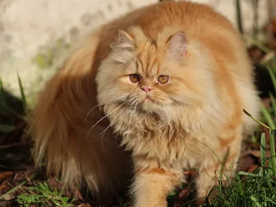Персидский кот рыжий пушистый (31 фото)