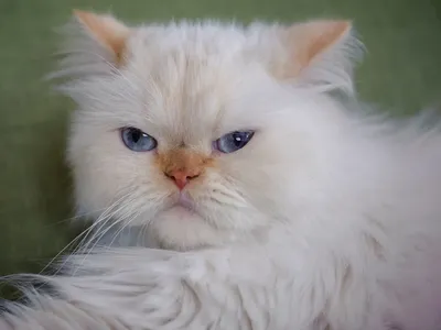 Персидская кошка белая - 59 фото