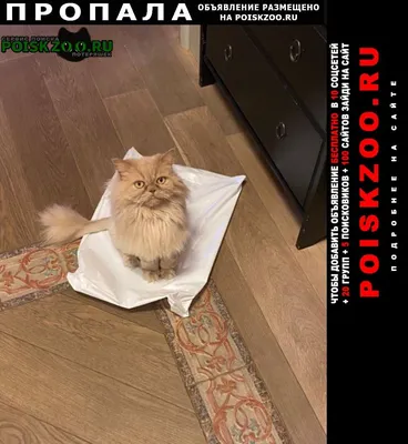 Пропала кошка Пропал персидский кот Санкт-Петербург, арсений, палевый,  хвост кисточкой, вознаграждение: за вознаграждение.. №162923