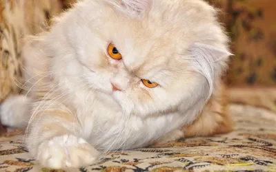 Коты персы (51 фото)