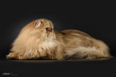 Персидский кот - Tallinn - Животные, Кошки купить и продать – okidoki