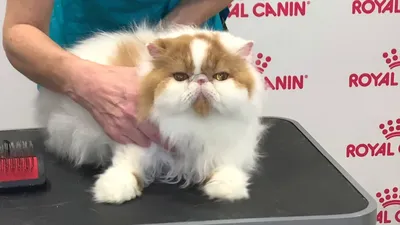 Персидская кошка - все о кошке, 6 минусов и 6 плюсов породы