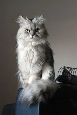 Персидская кошка (фото): животное артистической богемы - Kot-Pes