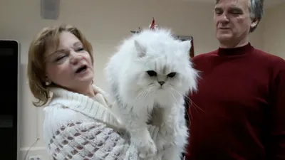 Клуб персидских классических кошек СИЛЬВЕР - Клуб кошек PCA